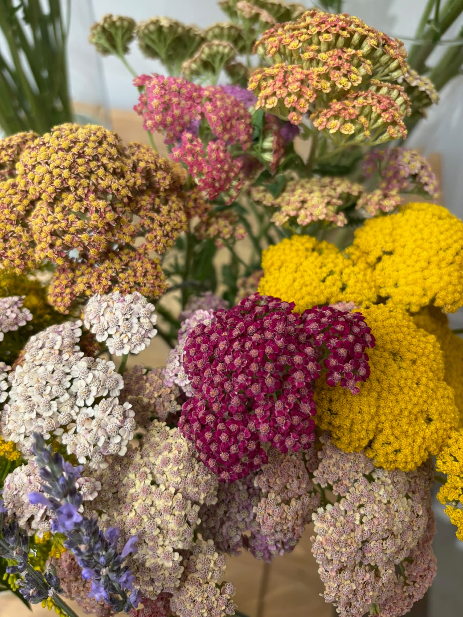 fleurs fr 1