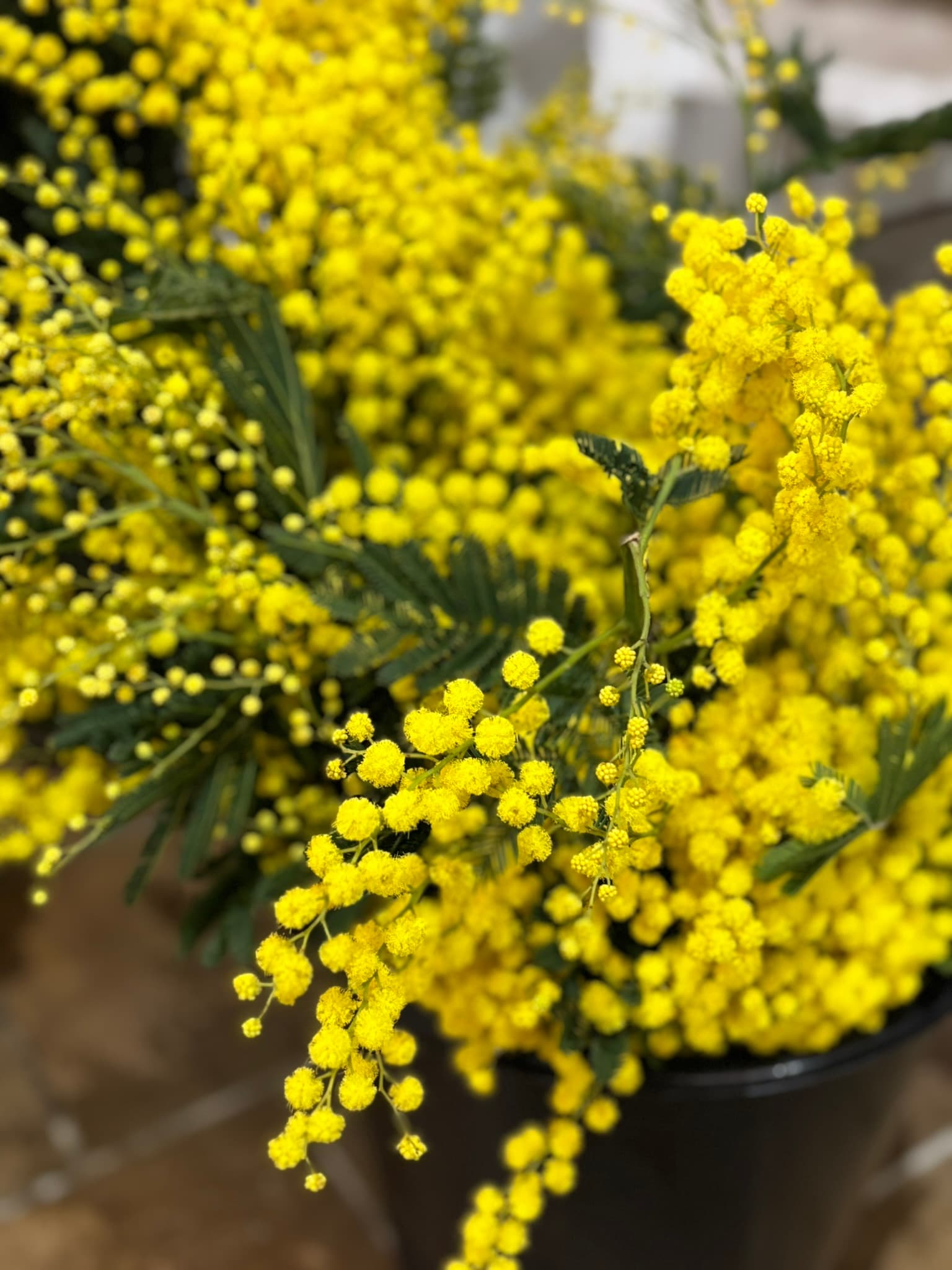 fleurs fr 3
