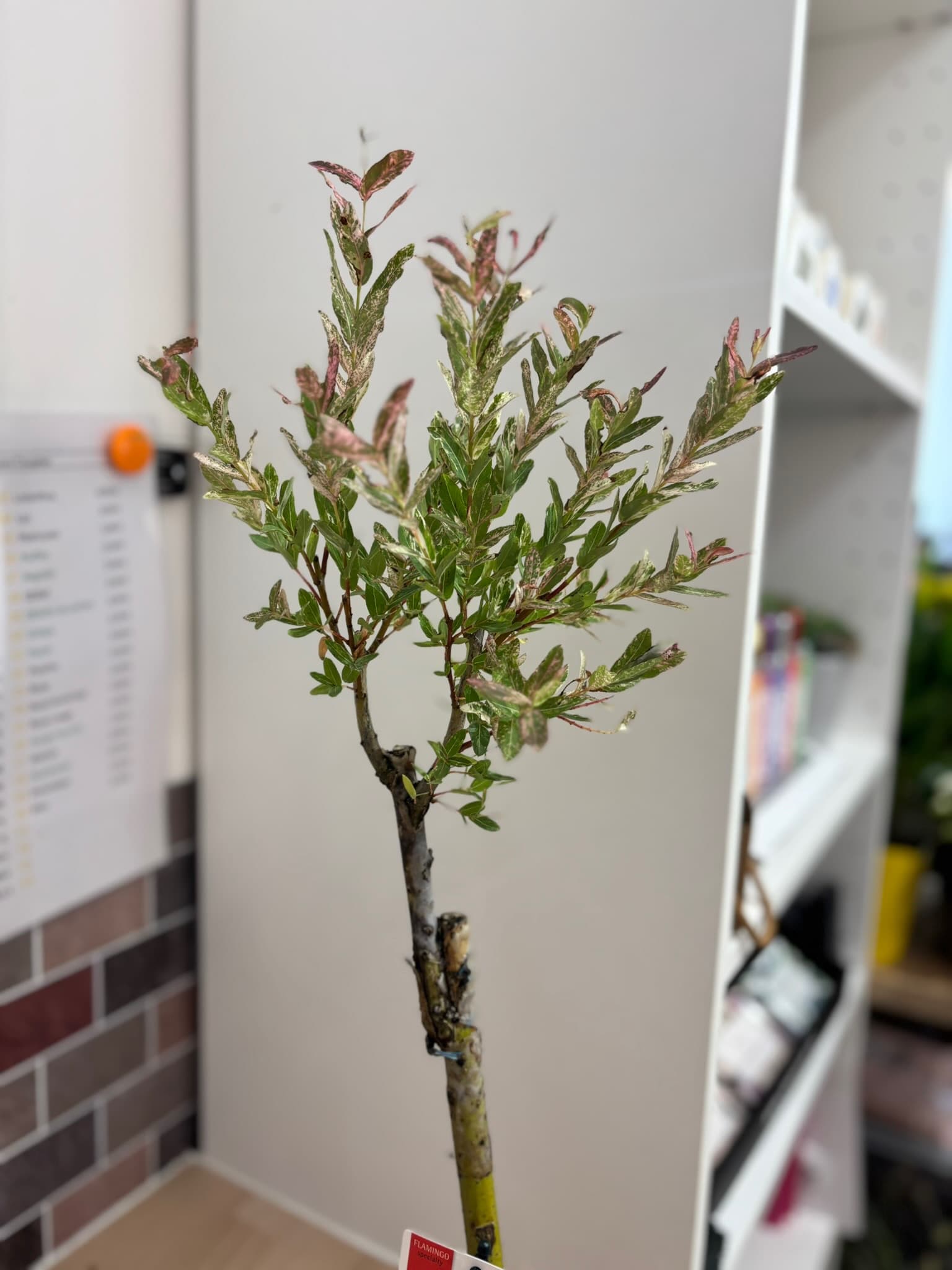 plantes int 1