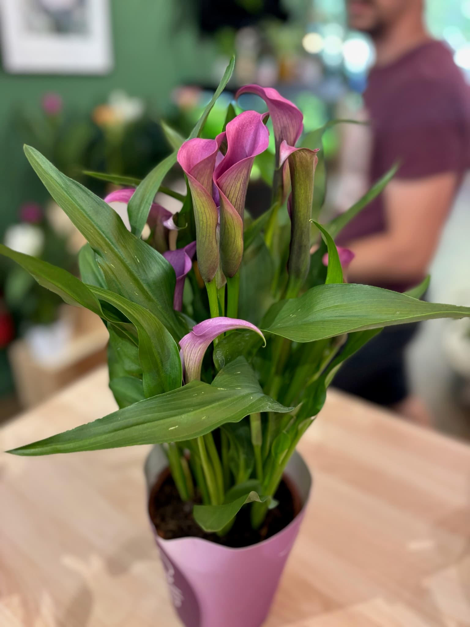 plantes int 2