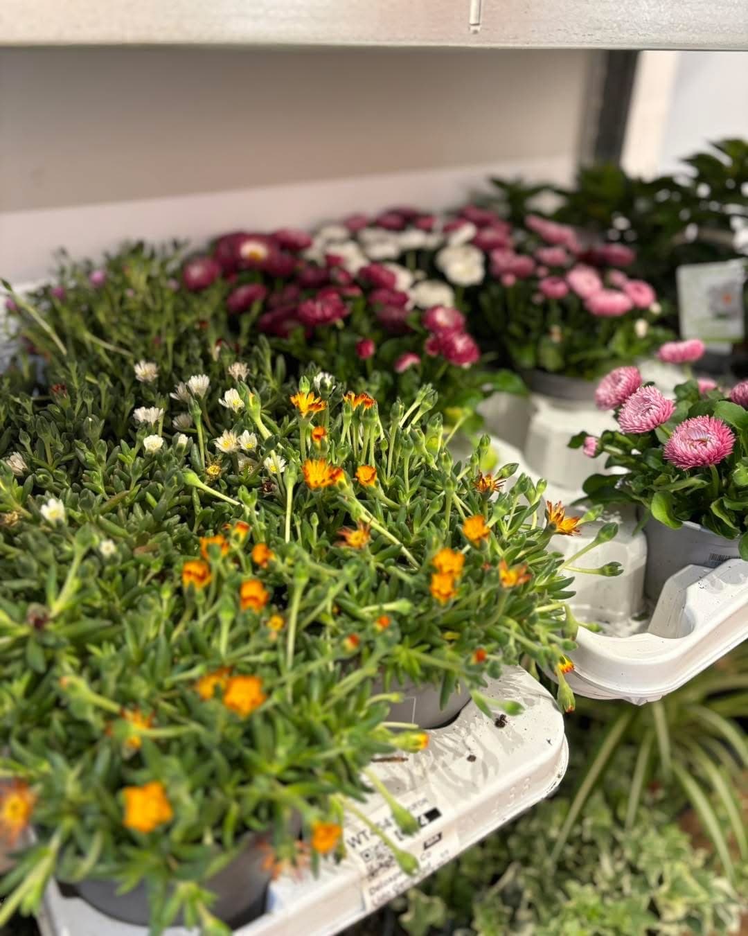 plantes int 3