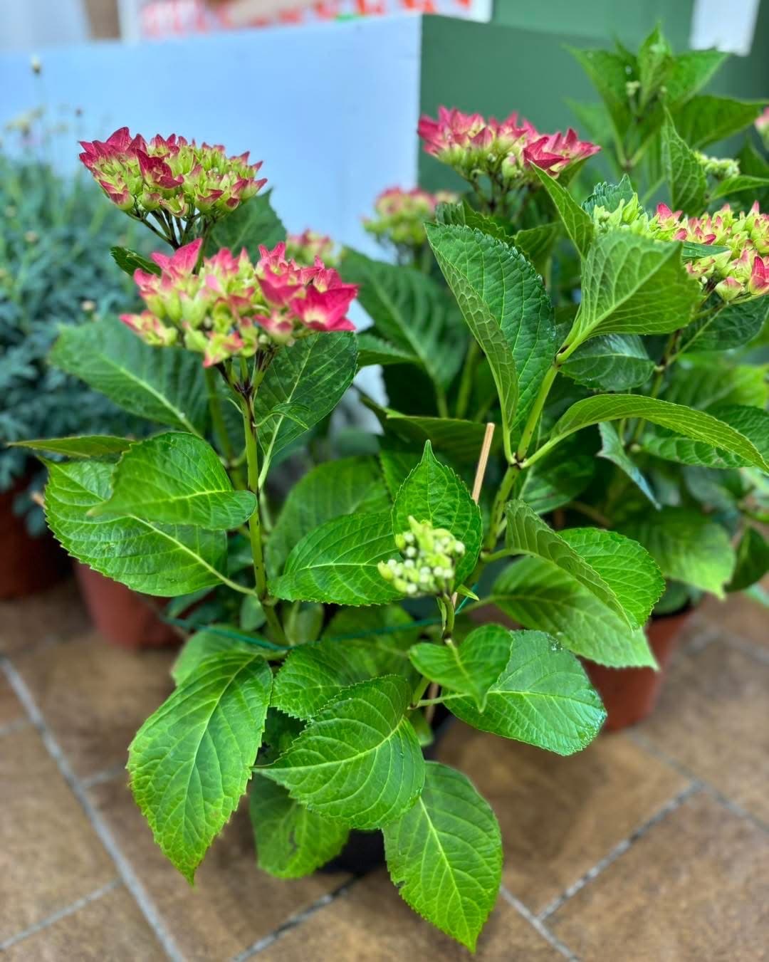 plantes int 4