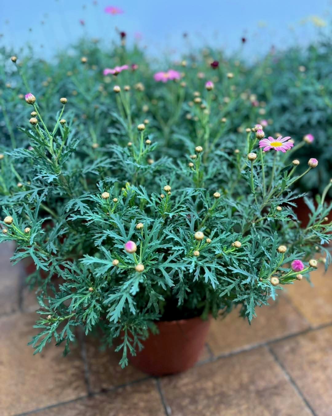 plantes int 5