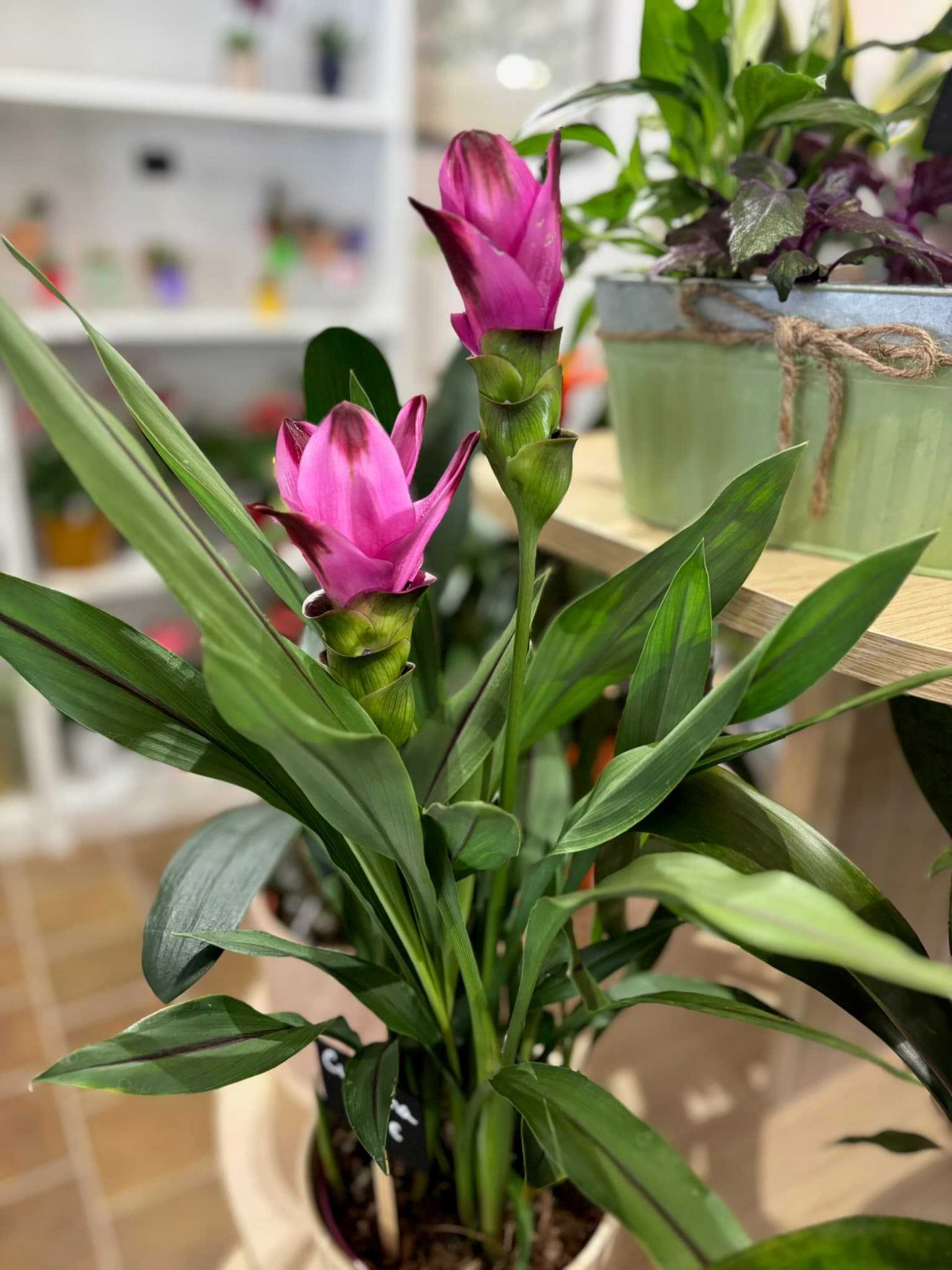 plantes int 1