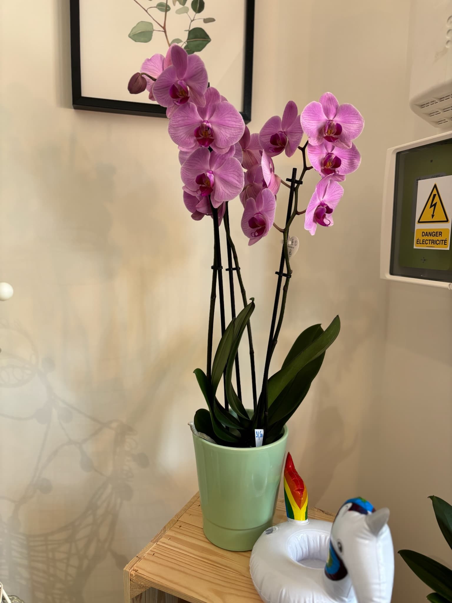 plantes int 2