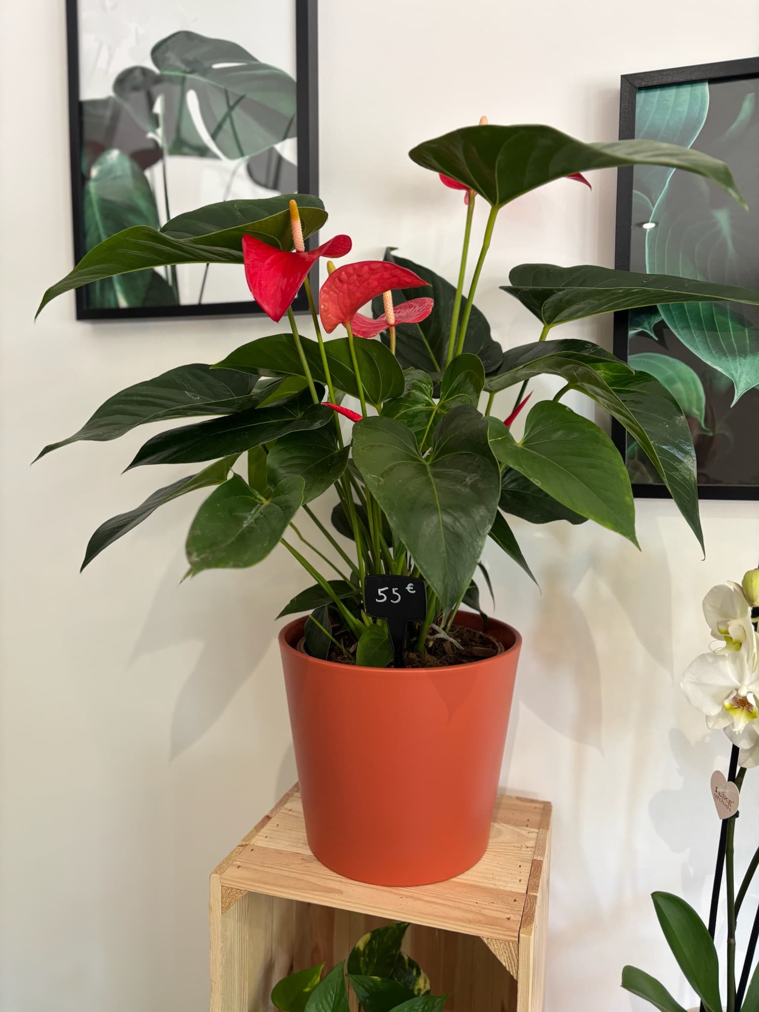 plantes int 3