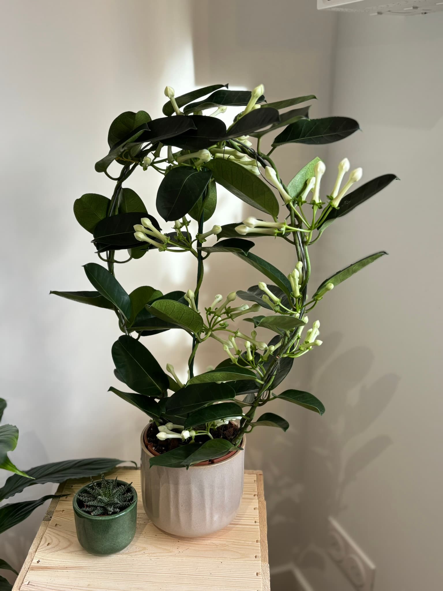plantes int 4