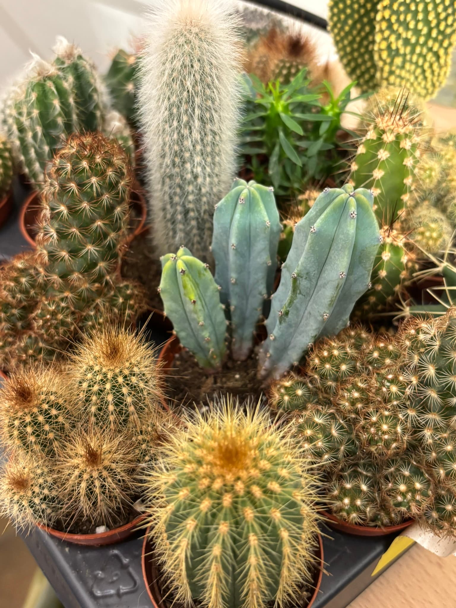 plantes int 5