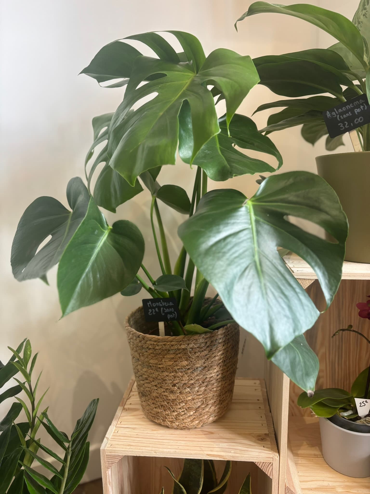 Plantes