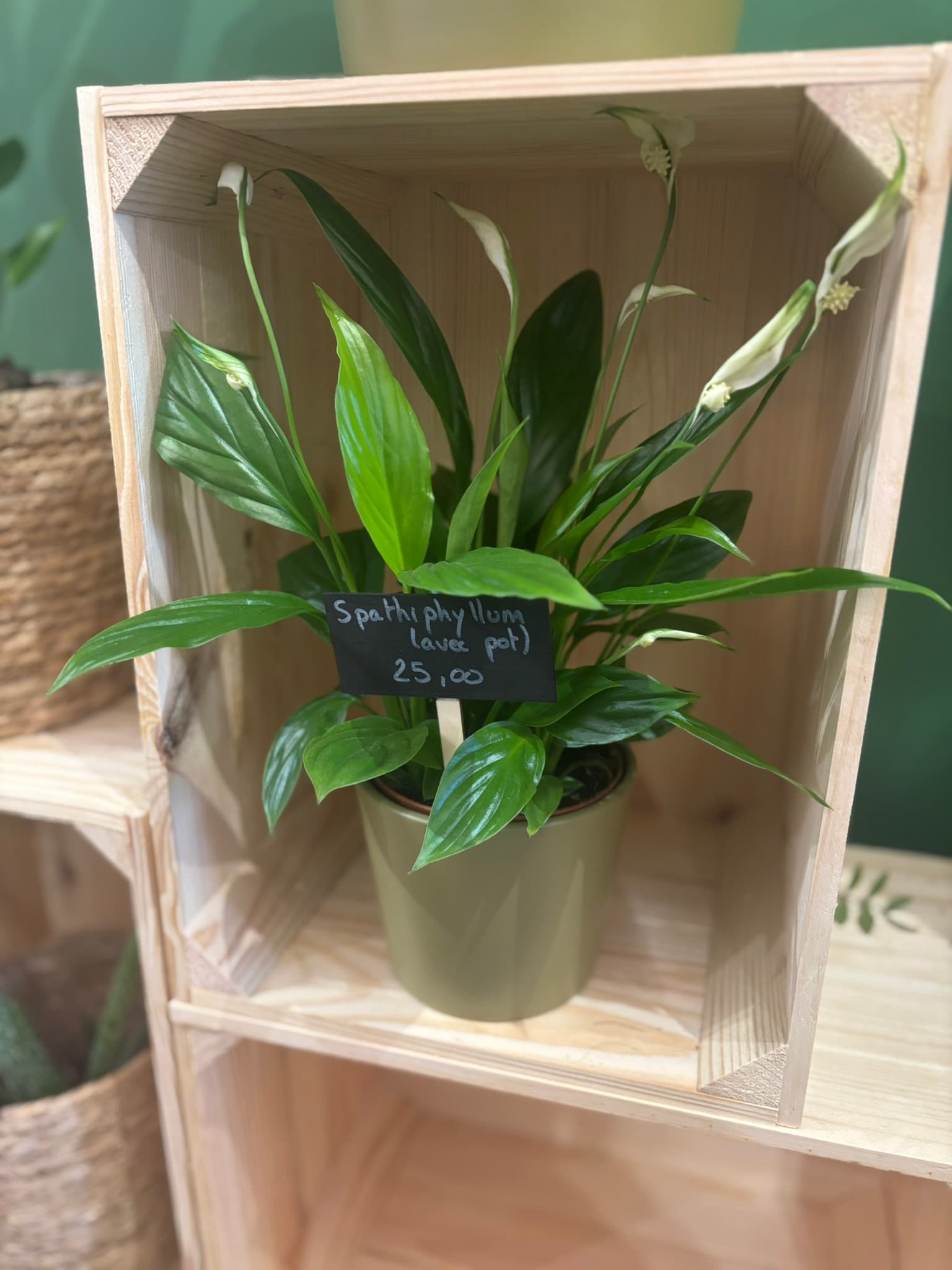 plantes int 7