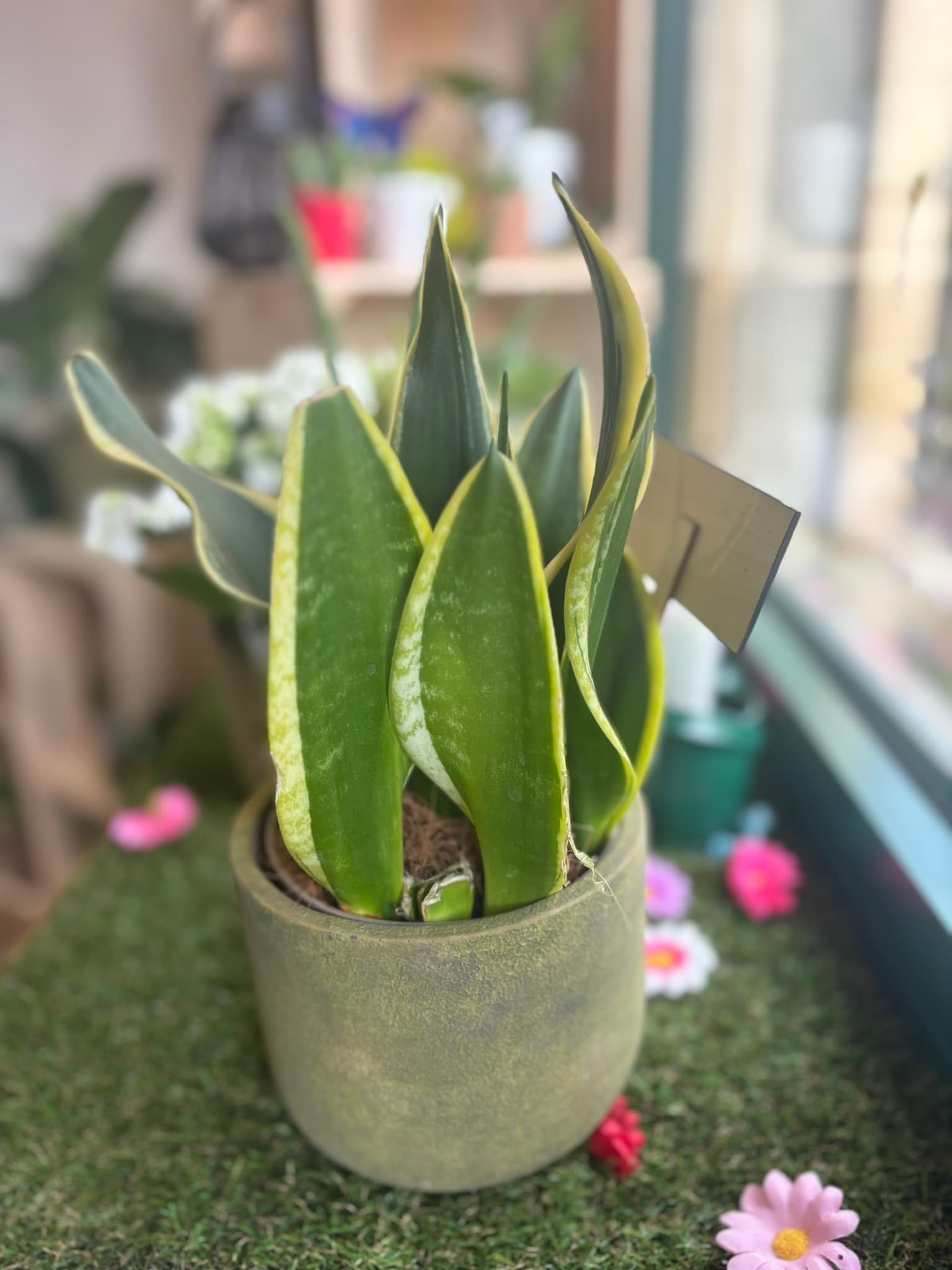 plantes int 8